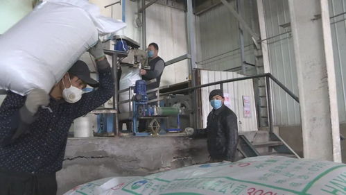 戰(zhàn)疫情 保供應 飼料廠加緊生產(chǎn)與生物飼料研發(fā)