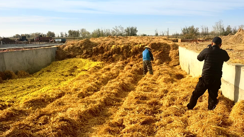 微貯技術(shù)“點(diǎn)渣成金” 籽瓜皮渣變身生物飼料新寵